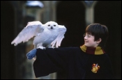 picture from harry potter